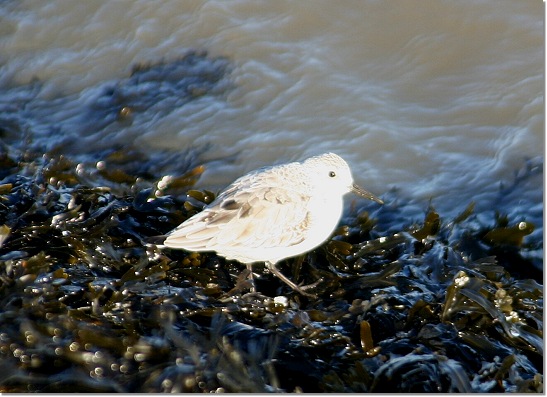 Zwergstrandlufer