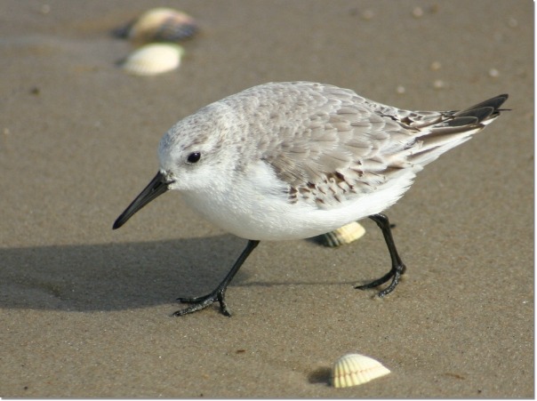 Sanderling