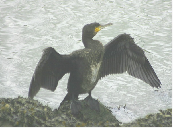 Kormoran