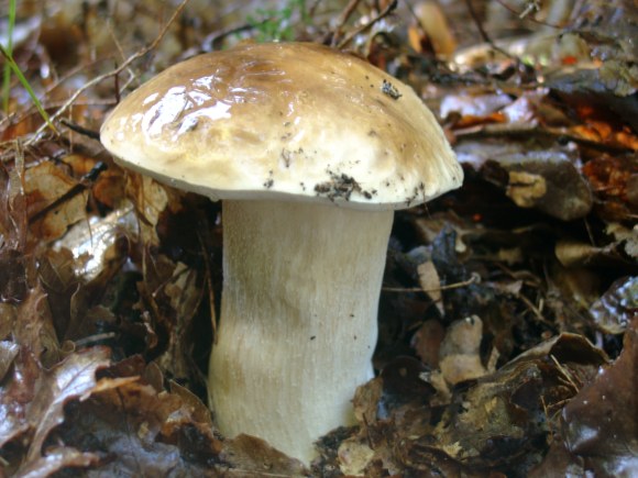 Steinpilz, auch Herrenpilz genannt