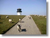Schafe am Deich